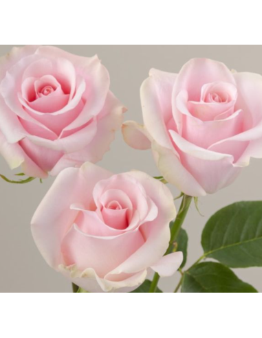 Titanic Pink Roses | Wholesale Pastel Pink Wedding Flowers 100 stems