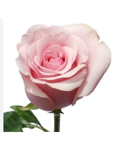 Titanic Pink Roses | Wholesale Pastel Pink Wedding Flowers 100 stems