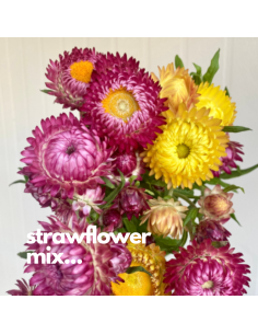 Strawflower Assorted 120 stems 60cm