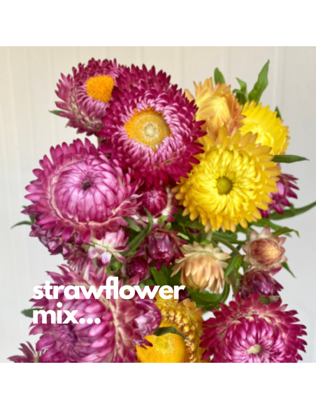 Strawflower Assorted 120 stems 60cm