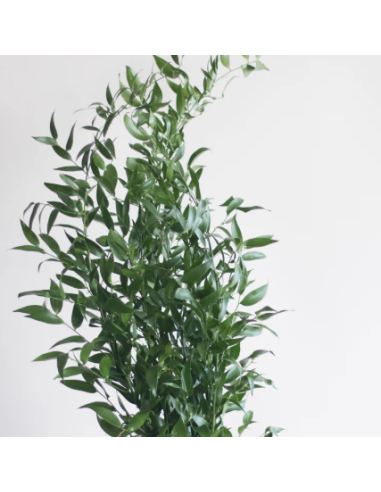 Italian Ruscus  |  FIVE STEM bunches
