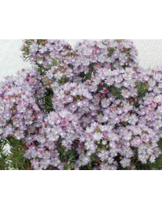 "Feather Flower" Verticordia 10 bunches