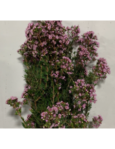 "Feather Flower" Verticordia 10 bunches 2