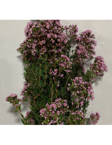 "Feather Flower" Verticordia 10 bunches "Feather Flower" Verticordia 10 bunches