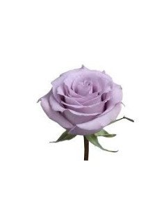 Ocean Song Lavender Rose
