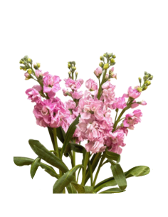 Stock Double PInk 120 stems BULK BOX