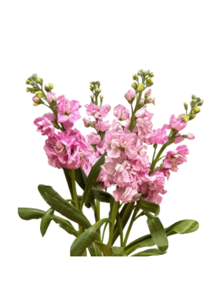Stock Double PInk 120 stems BULK BOX