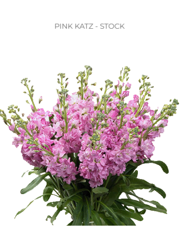Stock Double PInk 120 stems BULK BOX Stock Double PInk 120 stems BULK BOX