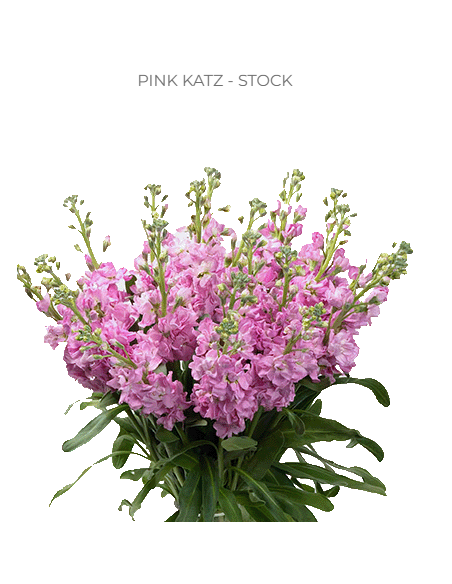Stock Double Pink – Extra‑Full Pink Stock (120 Stems) | Wholesale Bulk Flowers