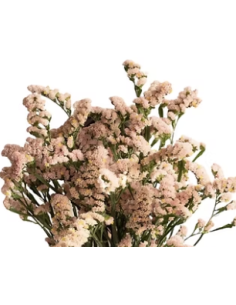 Apricot Statice 150 stems BULK BOX