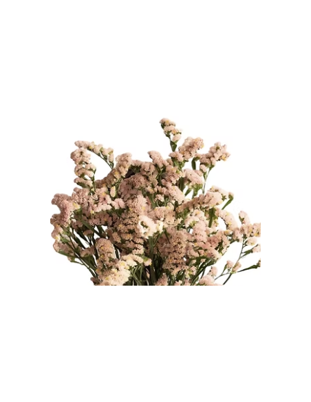 Apricot Statice 150 stems BULK BOX