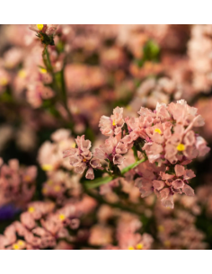 Apricot Statice 150 stems BULK BOX 2