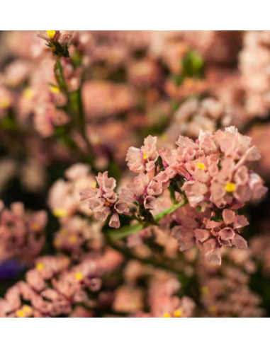 Apricot Statice 150 stems BULK BOX