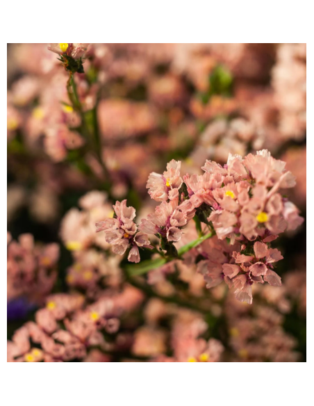 Apricot Statice 150 stems BULK BOX