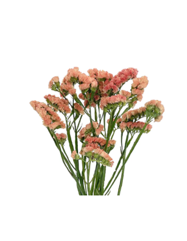 Apricot Statice 150 stems BULK BOX
