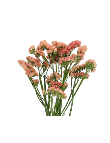 Apricot Statice 150 stems BULK BOX