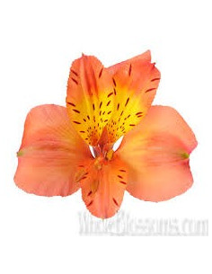 Alstromeria Orange By the Box
