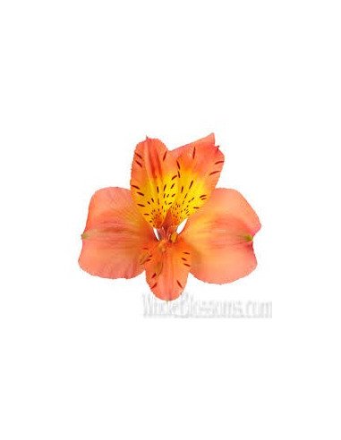 Alstromeria Orange By the Box