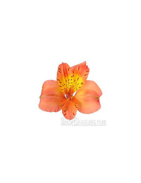 Alstromeria Orange By the Box