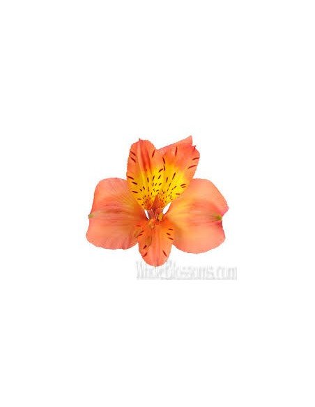Alstromeria Orange By the Box