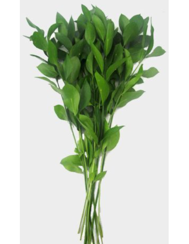 Israeli Ruscus 400 stems BIGGEST BULK BOX