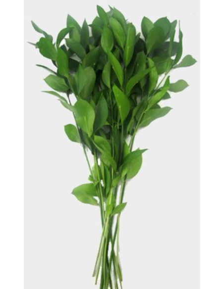 Israeli Ruscus 400 stems BIGGEST BULK BOX