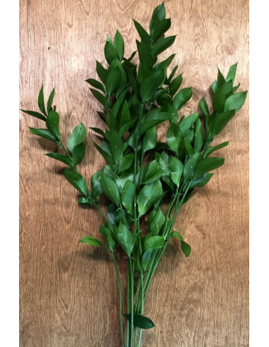 Israeli Ruscus 400 stems BIGGEST BULK BOX