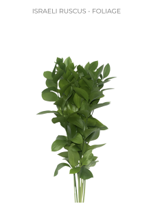 Israeli Ruscus 400 stems BIGGEST BULK BOX
