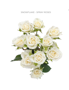 Snowflake White Spray Roses | Pure White Spray Roses Wholesale (120 Stems)