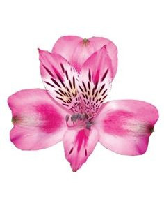 Alstromeria Medium Pink By the Box