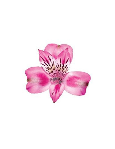 Alstromeria Medium Pink By the Box