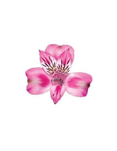 Alstromeria Medium Pink By the Box Alstromeria Medium Pink By the Box