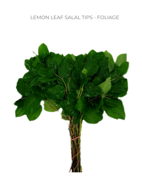 Wholesale luxury "Lemon Leaf" Salal / Salal Tips 25 bunch box