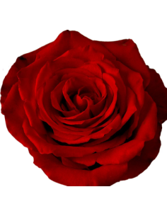 Born Free Red Rose — Bright Red Roses | Wholesale & Bulk (50 / 100 Stems)