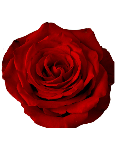 Born Free Red Rose — Bright Red Roses | Wholesale & Bulk (50 / 100 Stems)