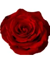 Born Free red rose 50 / 75 / 100 stems