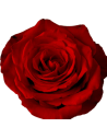 Born Free Red Rose — Bright Red Roses | Wholesale & Bulk (50 / 100 Stems)