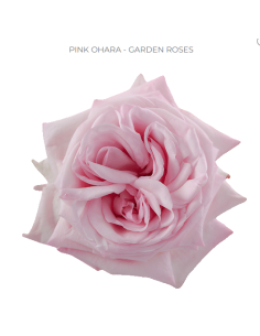 Garden Rose Pink Ohara  48 or 96  stems