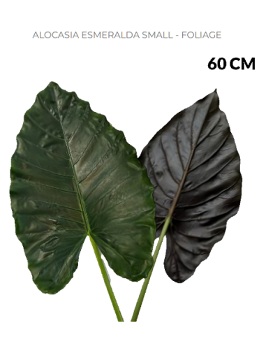 Alocasia Emerald Small – Wholesale & Bulk Tropical Foliage (30 Stems)