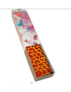 mini gerbera daisy venezi 2