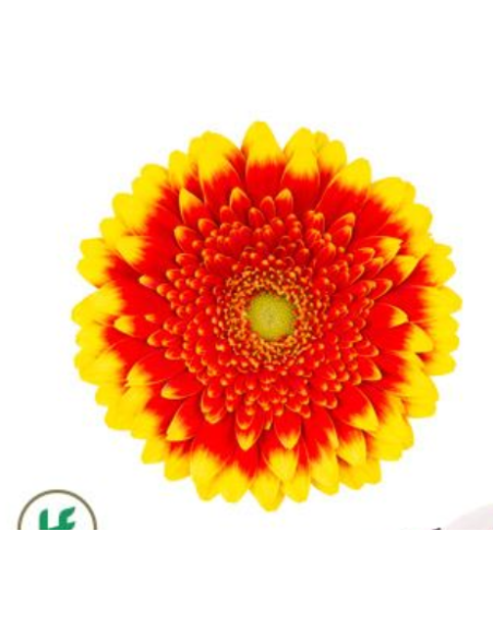 mini gerbera daisy venezi