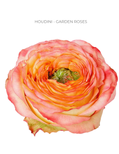 HOUDINI Garden Rose
