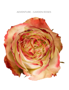ADVENTURE Garden Rose