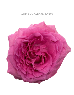 AMELILY Garden Rose