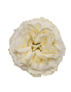 ANGELKISS Garden Rose