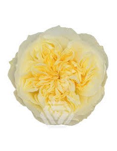 ANTONIA GARDENS Garden Rose