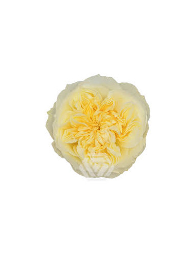 Antonia Garden Rose | Ivory Garden Roses with Yellow Centers Wholesale