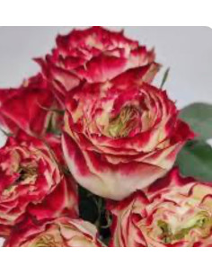 APPLE JACK garden rose