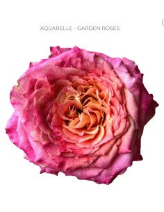 AQUARELLE garden rose