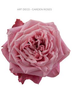 ART DECO Garden rose